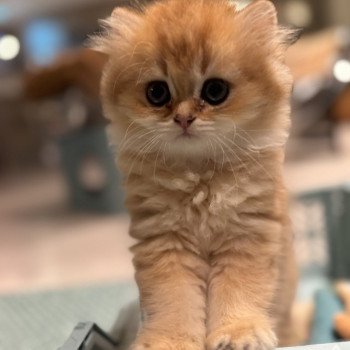 kitten British Longhair brown sunshine shaded Qii NO*Superpusen kitten British Longhair brown sunshine shaded Qii NO*Superpusen