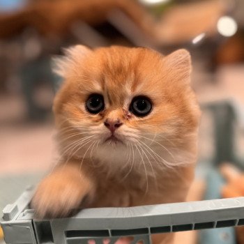 kitten British Longhair brown sunshine shaded Qii NO*Superpusen kitten British Longhair brown sunshine shaded Qii NO*Superpusen