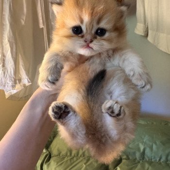 kitten British Longhair brown sunshine shaded Qii NO*Superpusen kitten British Longhair brown sunshine shaded Qii NO*Superpusen