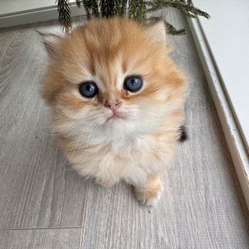 kitten British Longhair brown sunshine shaded Qii NO*Superpusen kitten British Longhair brown sunshine shaded Qii NO*Superpusen