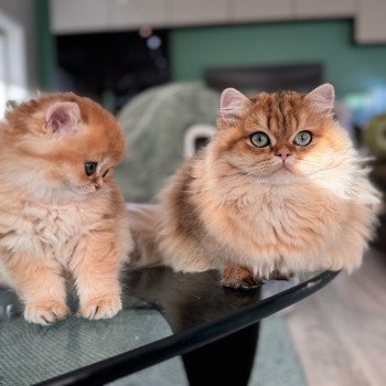 kitten British Longhair brown sunshine shaded Qii NO*Superpusen kitten British Longhair brown sunshine shaded Qii NO*Superpusen