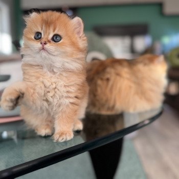 kitten British Longhair brown sunshine shaded Qii NO*Superpusen kitten British Longhair brown sunshine shaded Qii NO*Superpusen