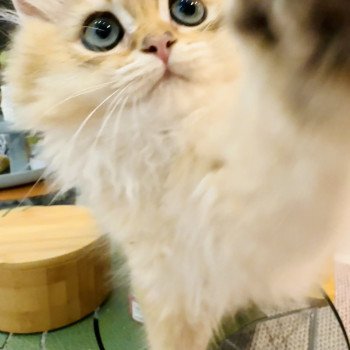 kitten British Longhair brown sunshine shaded Qii NO*Superpusen kitten British Longhair brown sunshine shaded Qii NO*Superpusen