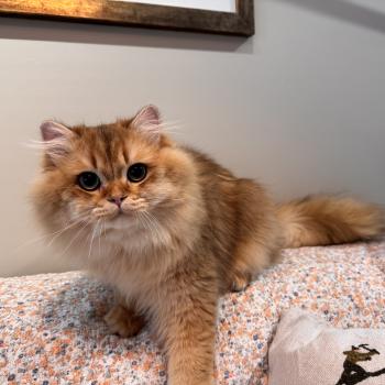 cat British Longhair brown sunshine shaded Qii NO*Superpusen