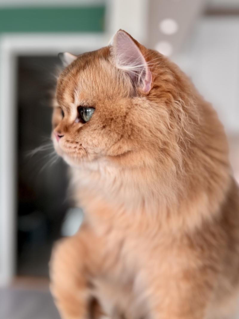 Qii Male British Longhair