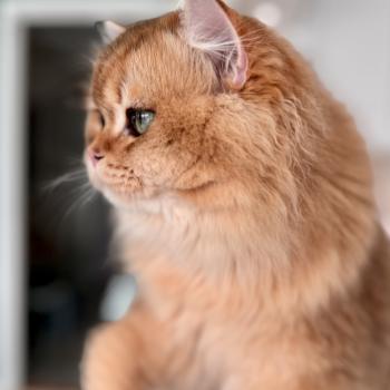 Qii Male British Longhair