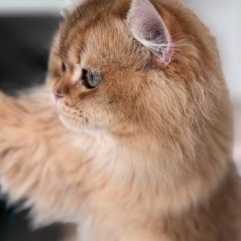 cat British Longhair brown sunshine shaded Qii NO*Superpusen