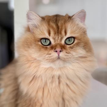 cat British Longhair brown sunshine shaded Qii NO*Superpusen