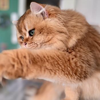 cat British Longhair brown sunshine shaded Qii NO*Superpusen