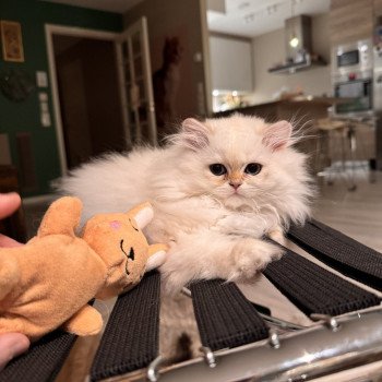 kitten British Longhair seal sunshine blotched tabby point Quinoa NO*Superpusen kitten British Longhair seal sunshine blotched tabby point Quinoa NO*Superpusen