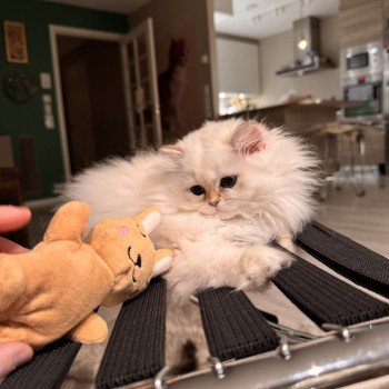 kitten British Longhair seal sunshine blotched tabby point Quinoa NO*Superpusen kitten British Longhair seal sunshine blotched tabby point Quinoa NO*Superpusen