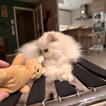 kitten British Longhair seal sunshine blotched tabby point Quinoa NO*Superpusen kitten British Longhair seal sunshine blotched tabby point Quinoa NO*Superpusen