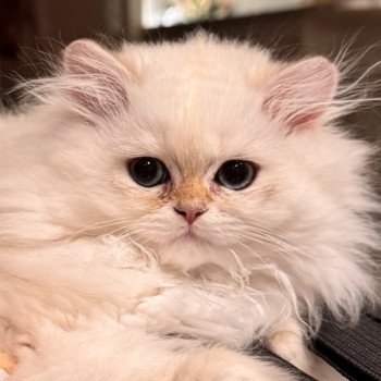 kitten British Longhair seal sunshine blotched tabby point Quinoa NO*Superpusen kitten British Longhair seal sunshine blotched tabby point Quinoa NO*Superpusen