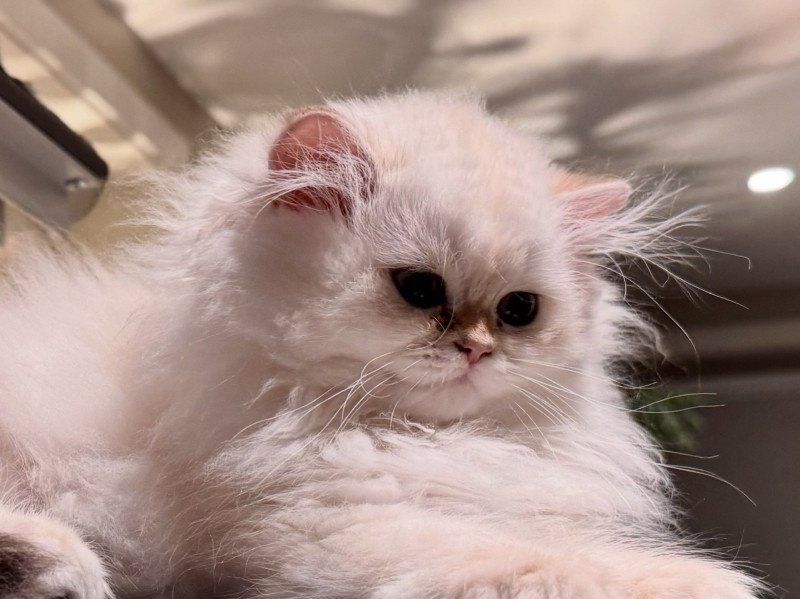 Quinoa Female British Longhair