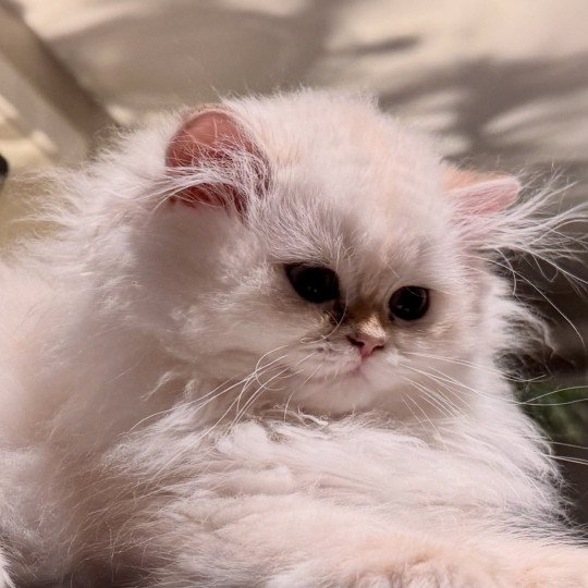 Quinoa Female British Longhair