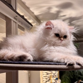 kitten British Longhair seal sunshine blotched tabby point Quinoa NO*Superpusen kitten British Longhair seal sunshine blotched tabby point Quinoa NO*Superpusen
