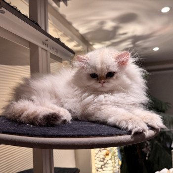 kitten British Longhair seal sunshine blotched tabby point Quinoa NO*Superpusen kitten British Longhair seal sunshine blotched tabby point Quinoa NO*Superpusen