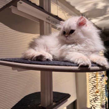 kitten British Longhair seal sunshine blotched tabby point Quinoa NO*Superpusen kitten British Longhair seal sunshine blotched tabby point Quinoa NO*Superpusen