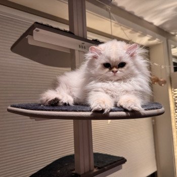 kitten British Longhair seal sunshine blotched tabby point Quinoa NO*Superpusen kitten British Longhair seal sunshine blotched tabby point Quinoa NO*Superpusen