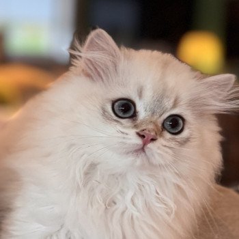 kitten British Longhair seal golden blotched tabby point QosQos NO*Superpusen kitten British Longhair seal golden blotched tabby point QosQos NO*Superpusen
