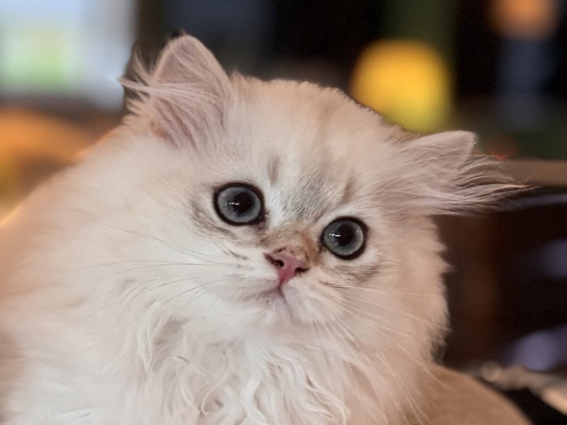 QosQos Male British Longhair