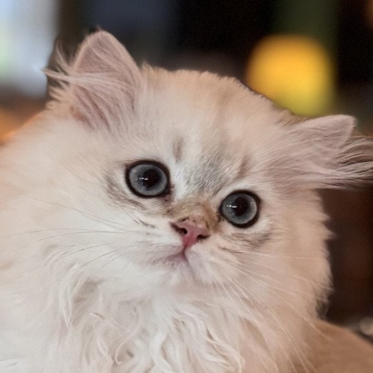 QosQos Male British Longhair