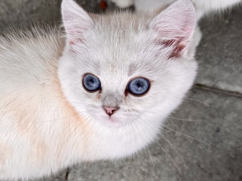 Blå Rilli Male British Shorthair