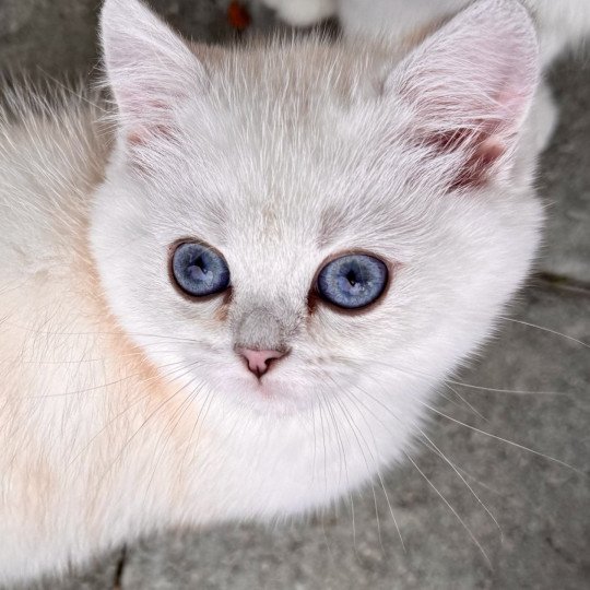 Blå Rilli Male British Shorthair
