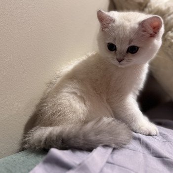 kitten British Shorthair seal silver blotched tabby point Blå Rilli NO*Superpusen kitten British Shorthair seal silver blotched tabby point Blå Rilli NO*Superpusen