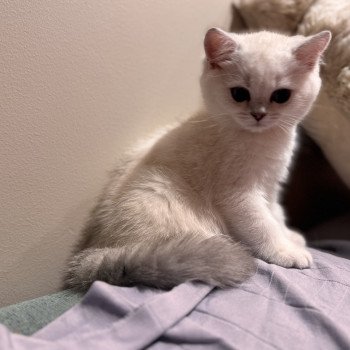 kitten British Shorthair seal silver blotched tabby point Blå Rilli NO*Superpusen kitten British Shorthair seal silver blotched tabby point Blå Rilli NO*Superpusen