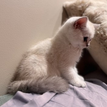 kitten British Shorthair seal silver blotched tabby point Blå Rilli NO*Superpusen kitten British Shorthair seal silver blotched tabby point Blå Rilli NO*Superpusen