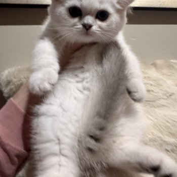 kitten British Shorthair seal silver blotched tabby point Blå Rilli NO*Superpusen kitten British Shorthair seal silver blotched tabby point Blå Rilli NO*Superpusen