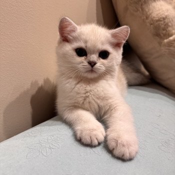 kitten British Shorthair seal silver blotched tabby point Blå Rilli NO*Superpusen kitten British Shorthair seal silver blotched tabby point Blå Rilli NO*Superpusen