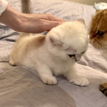 kitten British Shorthair seal silver blotched tabby point Blå Rilli NO*Superpusen kitten British Shorthair seal silver blotched tabby point Blå Rilli NO*Superpusen