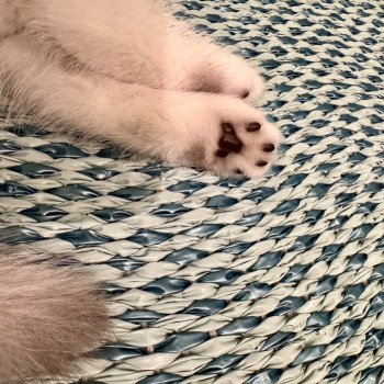kitten British Shorthair seal silver blotched tabby point Blå Rilli NO*Superpusen kitten British Shorthair seal silver blotched tabby point Blå Rilli NO*Superpusen