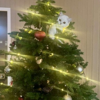 cat British Shorthair seal silver blotched tabby point Blå Rilli NO*Superpusen