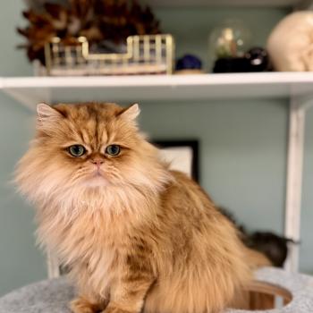 cat British Longhair brown copper blotched tabby To Fugaku de Nekobaa (FR) NO*Superpusen