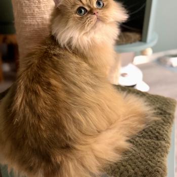 cat British Longhair brown copper blotched tabby To Fugaku de Nekobaa (FR) NO*Superpusen