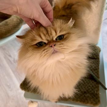 cat British Longhair brown copper blotched tabby To Fugaku de Nekobaa (FR) NO*Superpusen