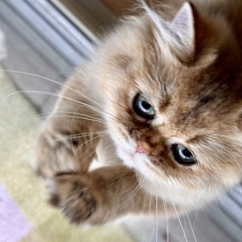 Honey Female British Longhair