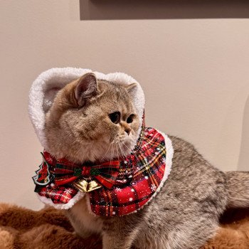 cat British Shorthair Cilla NO*Superpusen