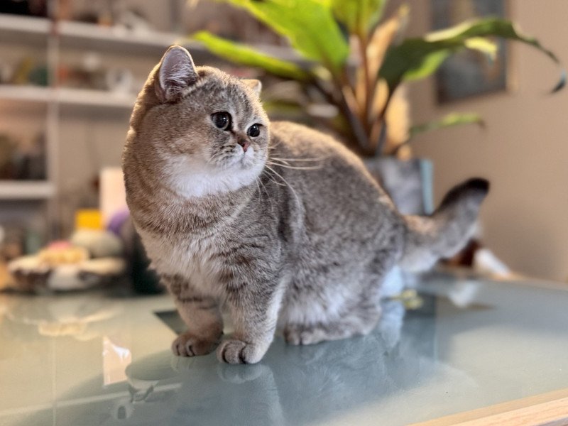 Cilla Female British Shorthair