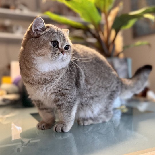 Cilla Female British Shorthair