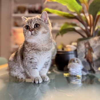 cat British Shorthair brown ticked tabby Cilla NO*Superpusen