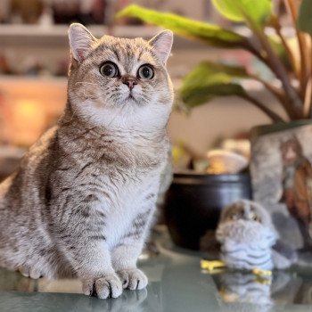 cat British Shorthair brown ticked tabby Cilla NO*Superpusen