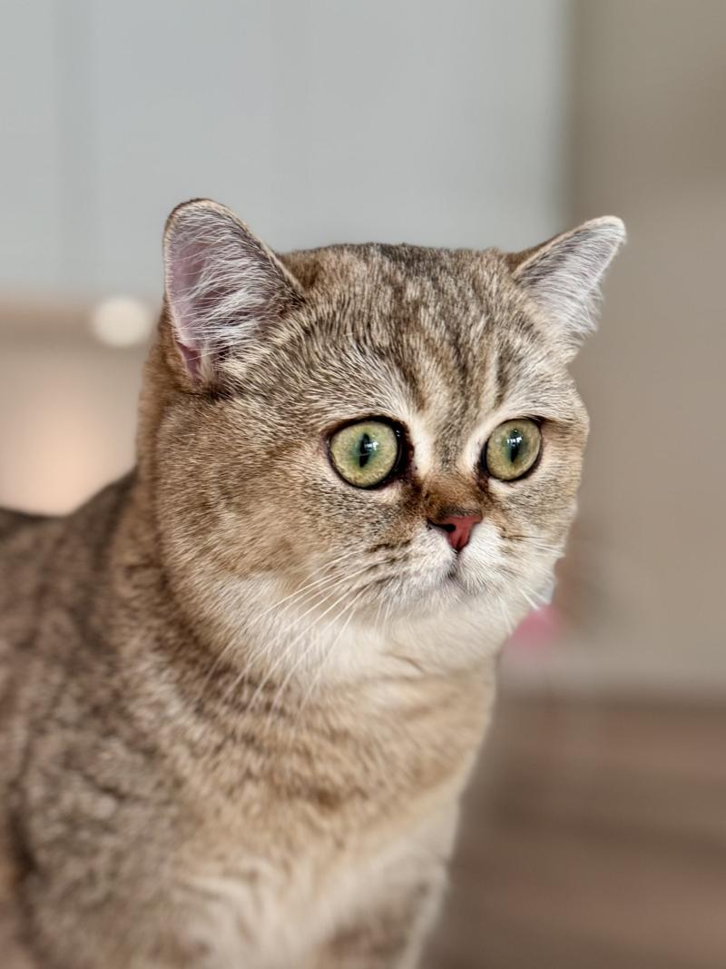 Cilla Female British Shorthair