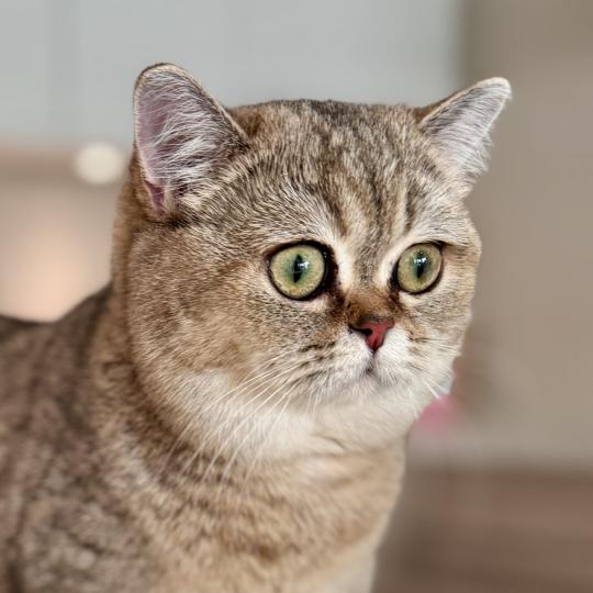 Cilla Female British Shorthair