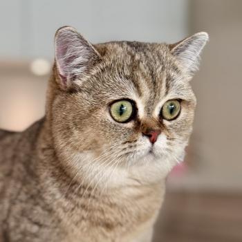 cat British Shorthair brown ticked tabby Cilla NO*Superpusen