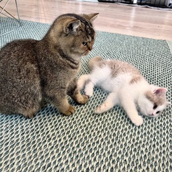 cat British Shorthair lilac spotted tabby bicolor Fnugg NO*Superpusen