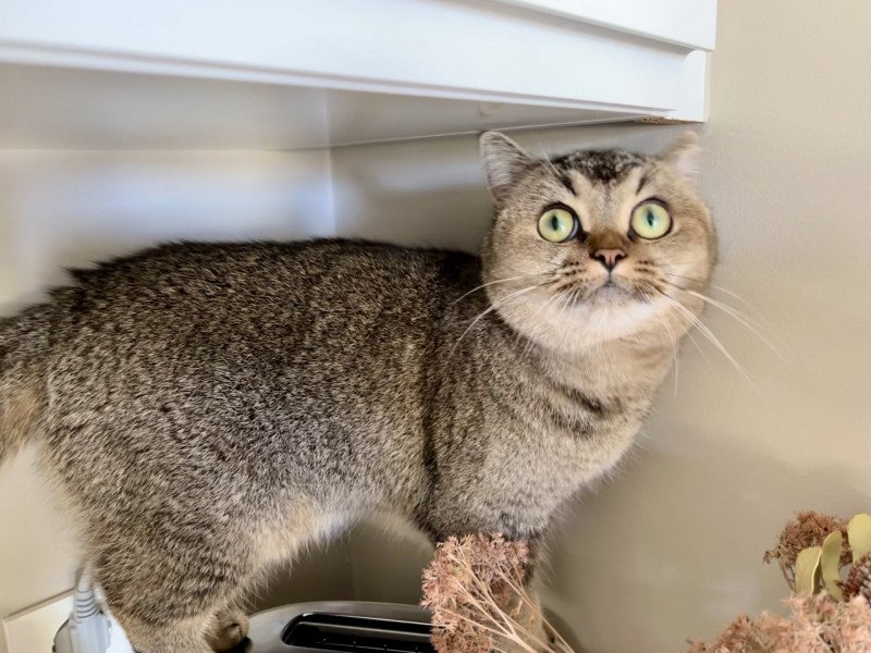 Goldiedi Female British Shorthair